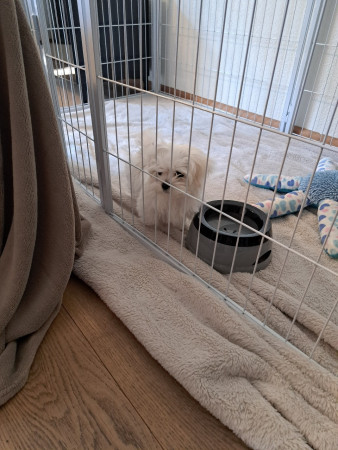 28-9-25 11.58. Gio in zijn nieuwe beschermde kennel